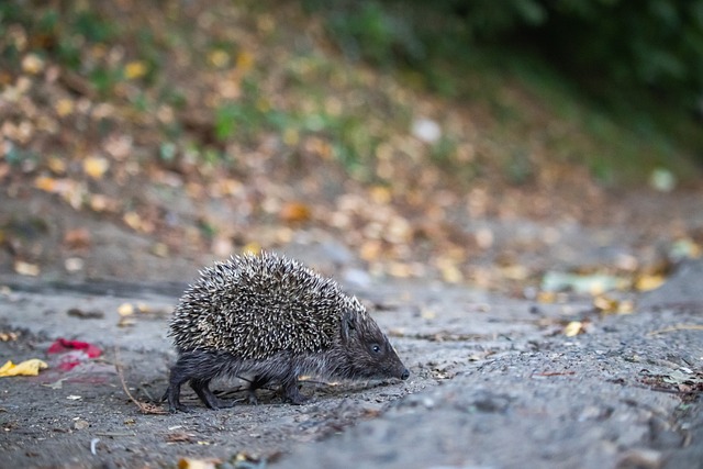 击败热刺 击败热刺